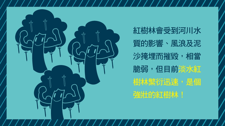 紅樹林會受河川水質的影響,風浪及泥砂掩埋而摧毀,相當脆弱,但目前淡水紅樹林繁衍迅速,是個強壯的紅樹林!